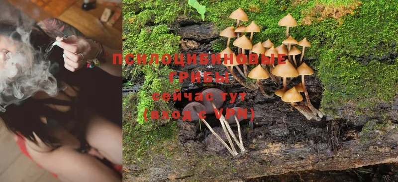 Галлюциногенные грибы Psilocybe  что такое наркотик  Ужур 